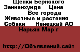 Щенки Бернского Зенненхунда  › Цена ­ 40 000 - Все города Животные и растения » Собаки   . Ненецкий АО,Нарьян-Мар г.